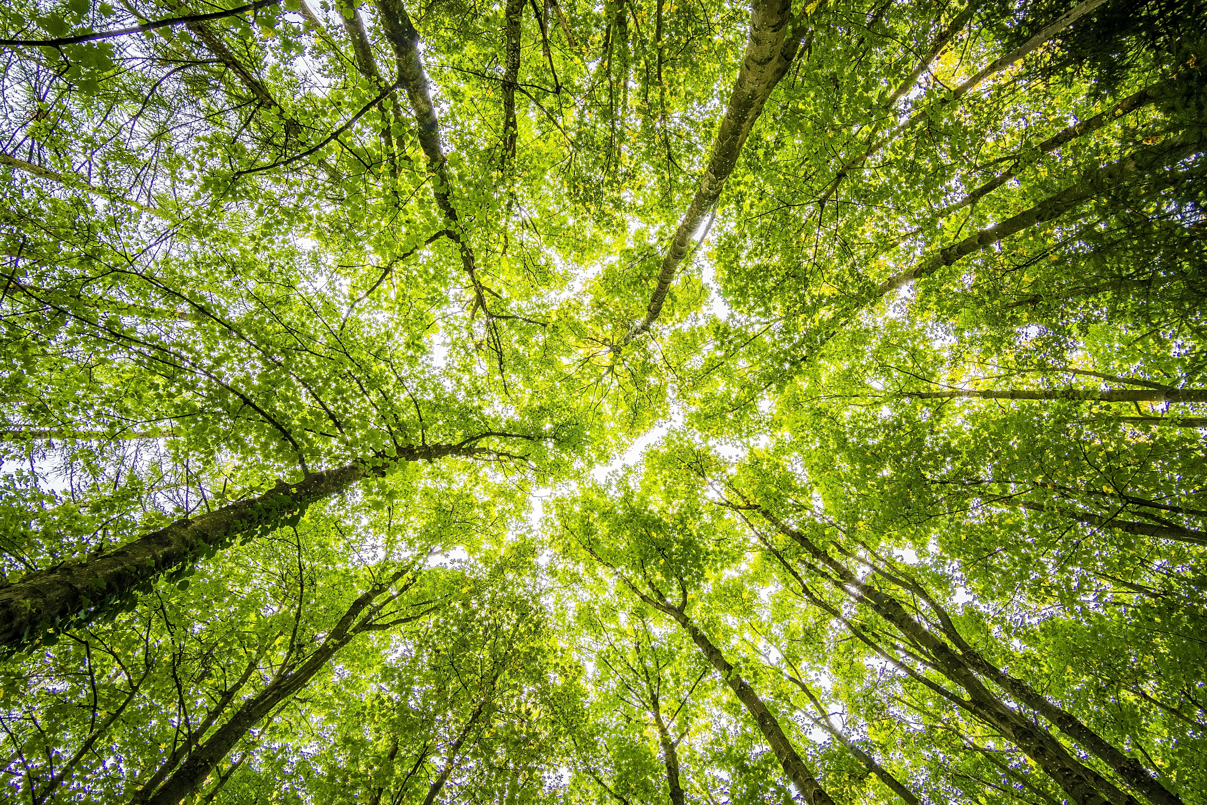 Worms Eyeview Von Grünen Bäumen