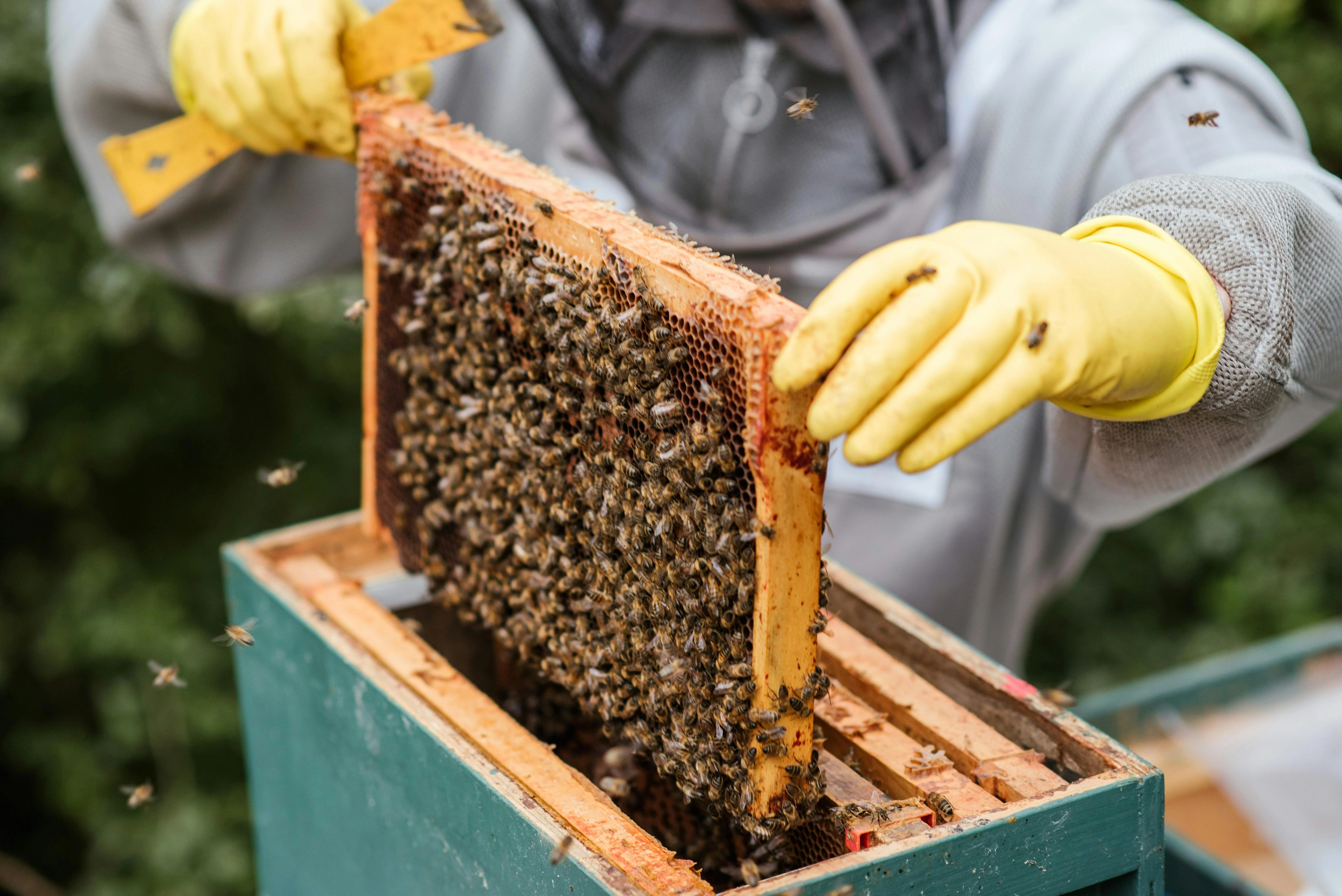 Erntebauer, Der Wabe Vom Bienenstock Nimmt