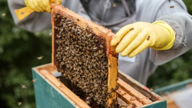 Erntebauer, Der Wabe Vom Bienenstock Nimmt