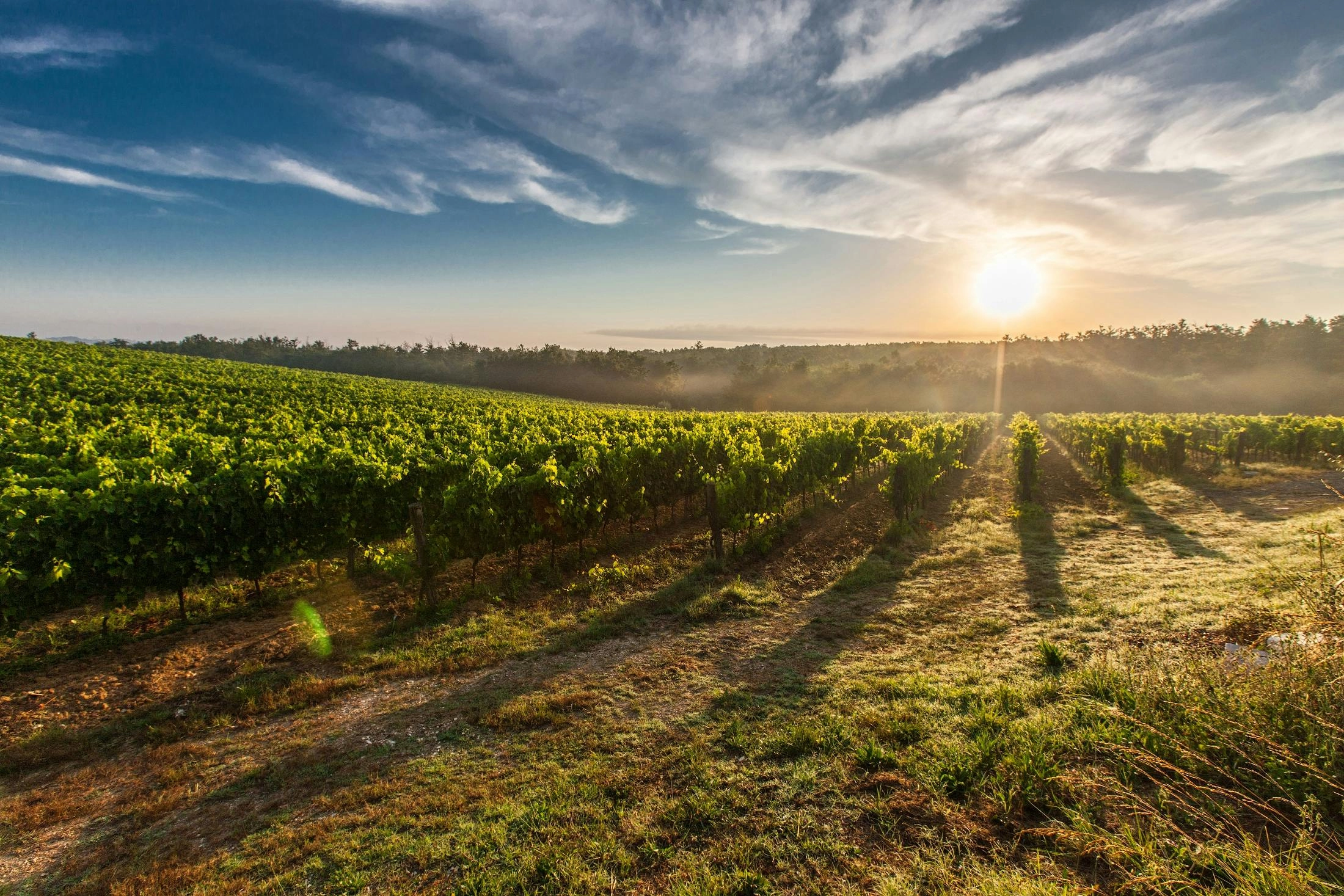 Ackerland Während Des Sonnenuntergangs