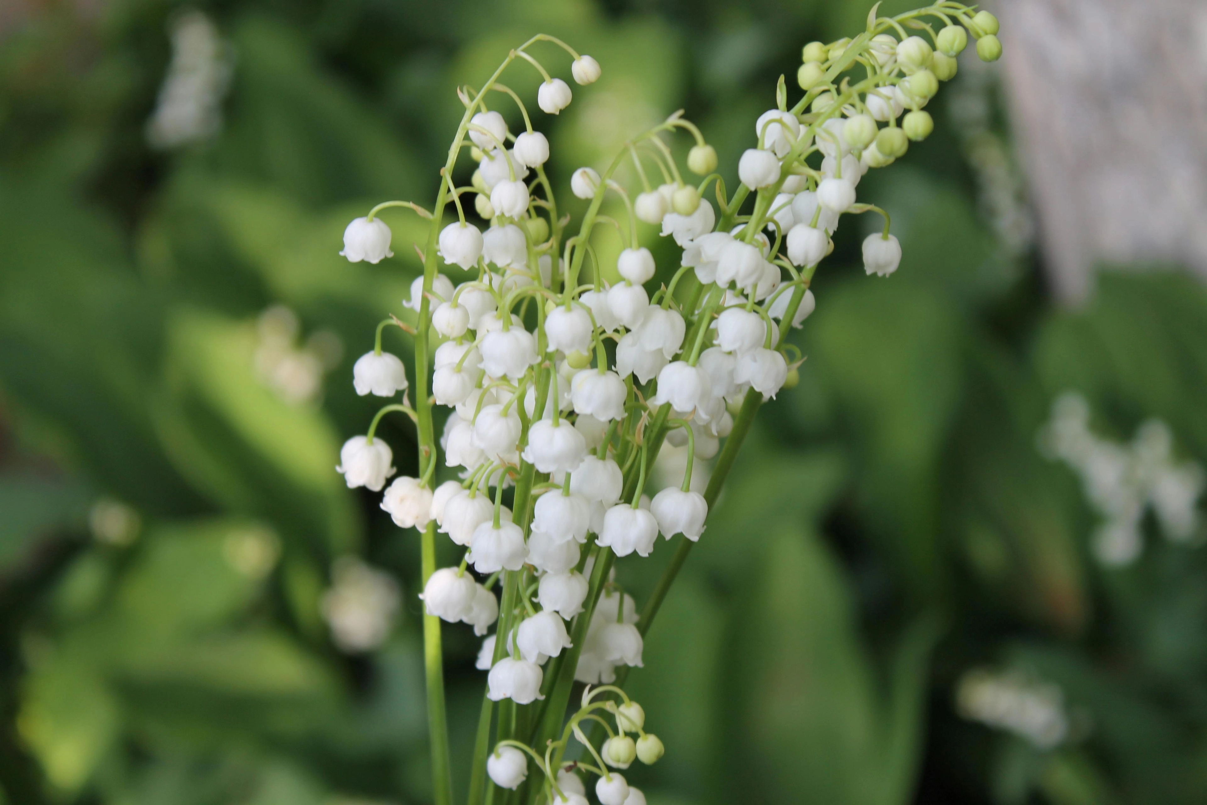 Kostenloses Stock Foto zu blühen, blume, blumen