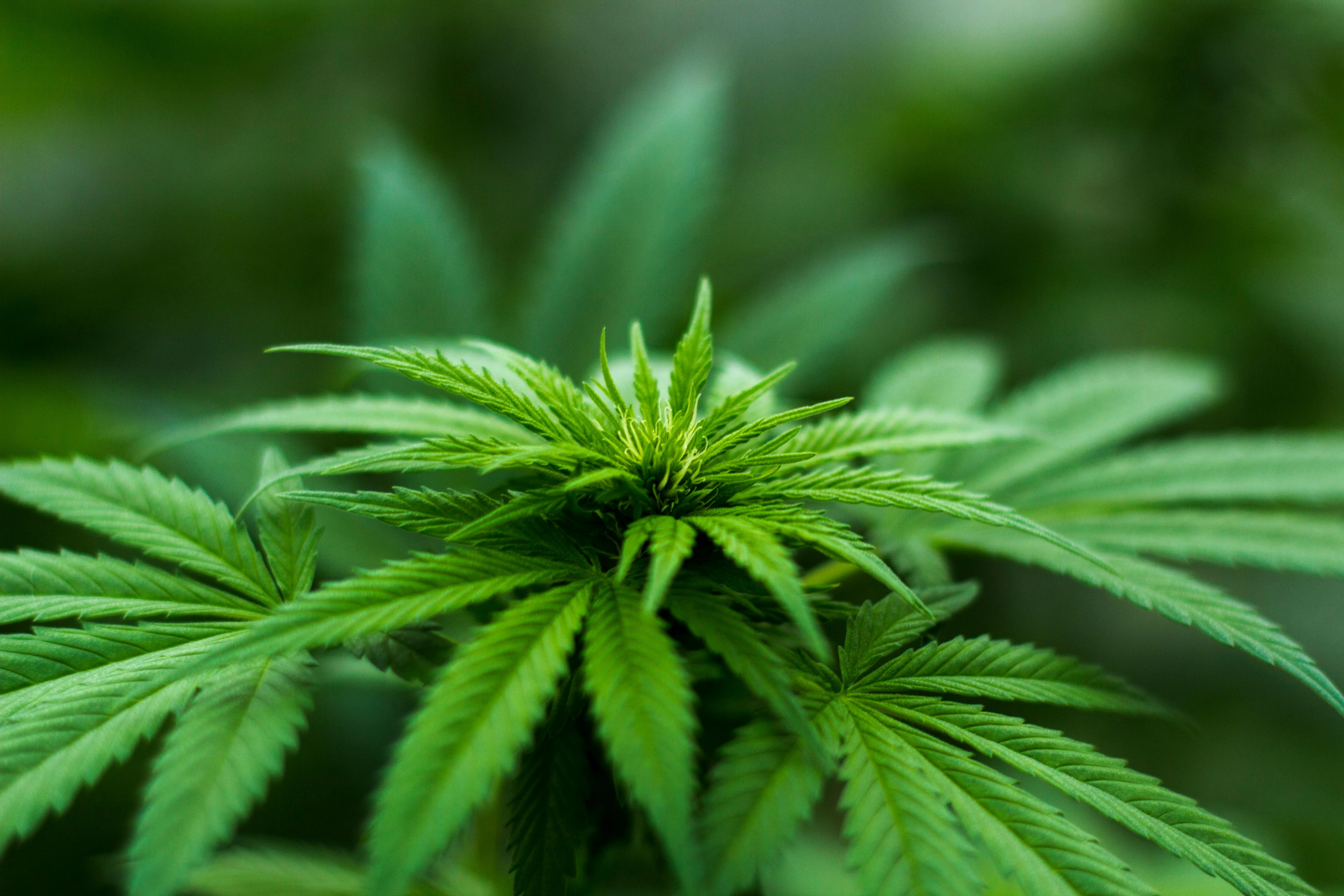 Flachfokus Fotografie Der Cannabispflanze