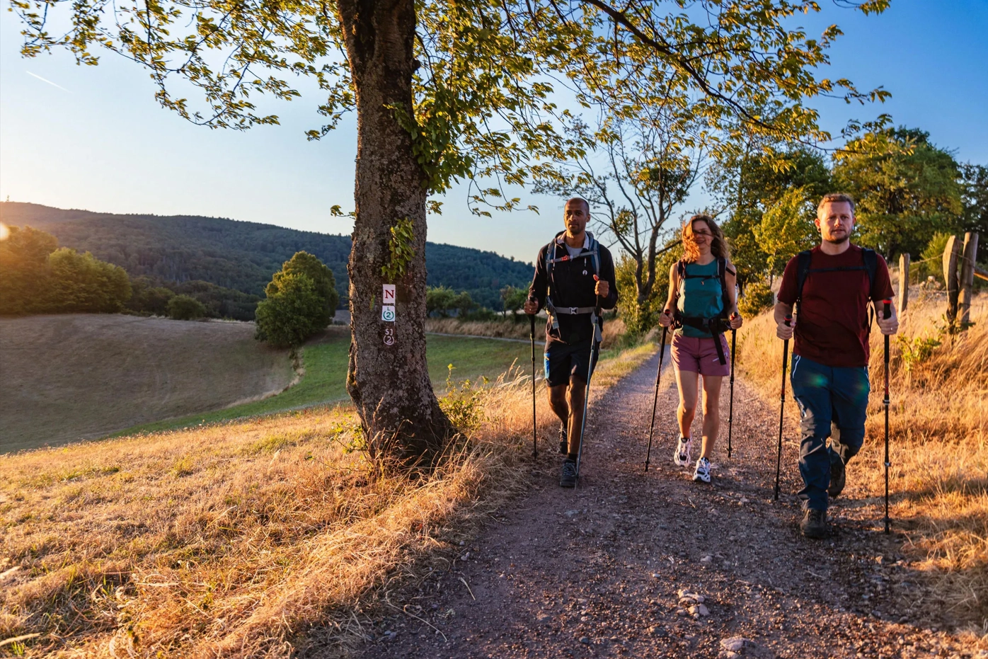 Drei Personen mit Rucksäcken und Trekkingstöcken wandern auf einem sonnenbeschienenen Feldweg, links ein Baum und im Hintergrund Hügel.