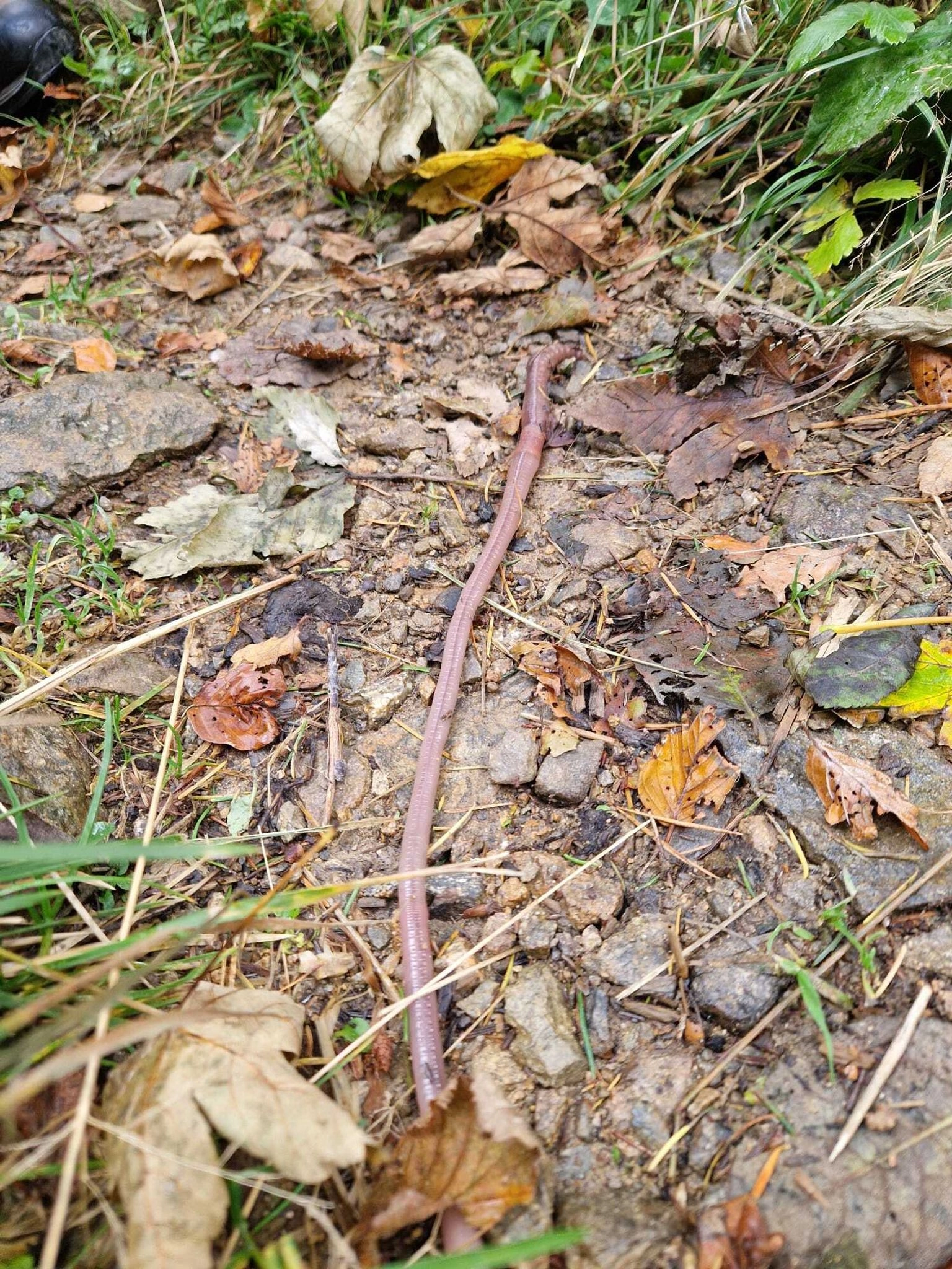 Die Tiere sind sehr selten zu sehen.